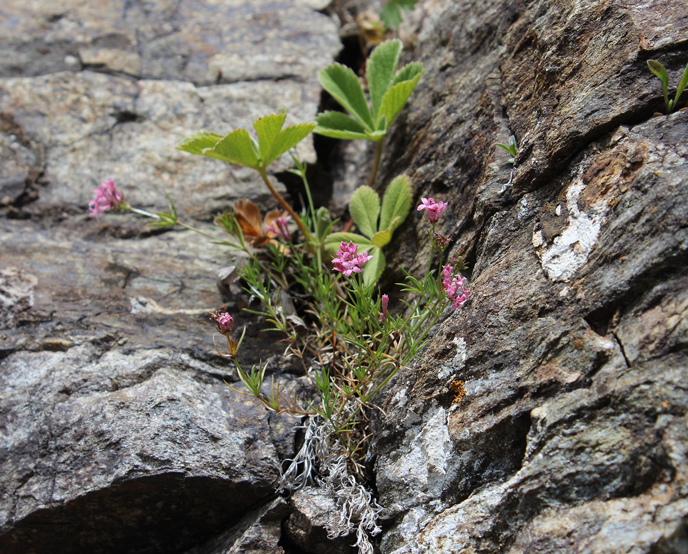 Image of Asperula cristata specimen.