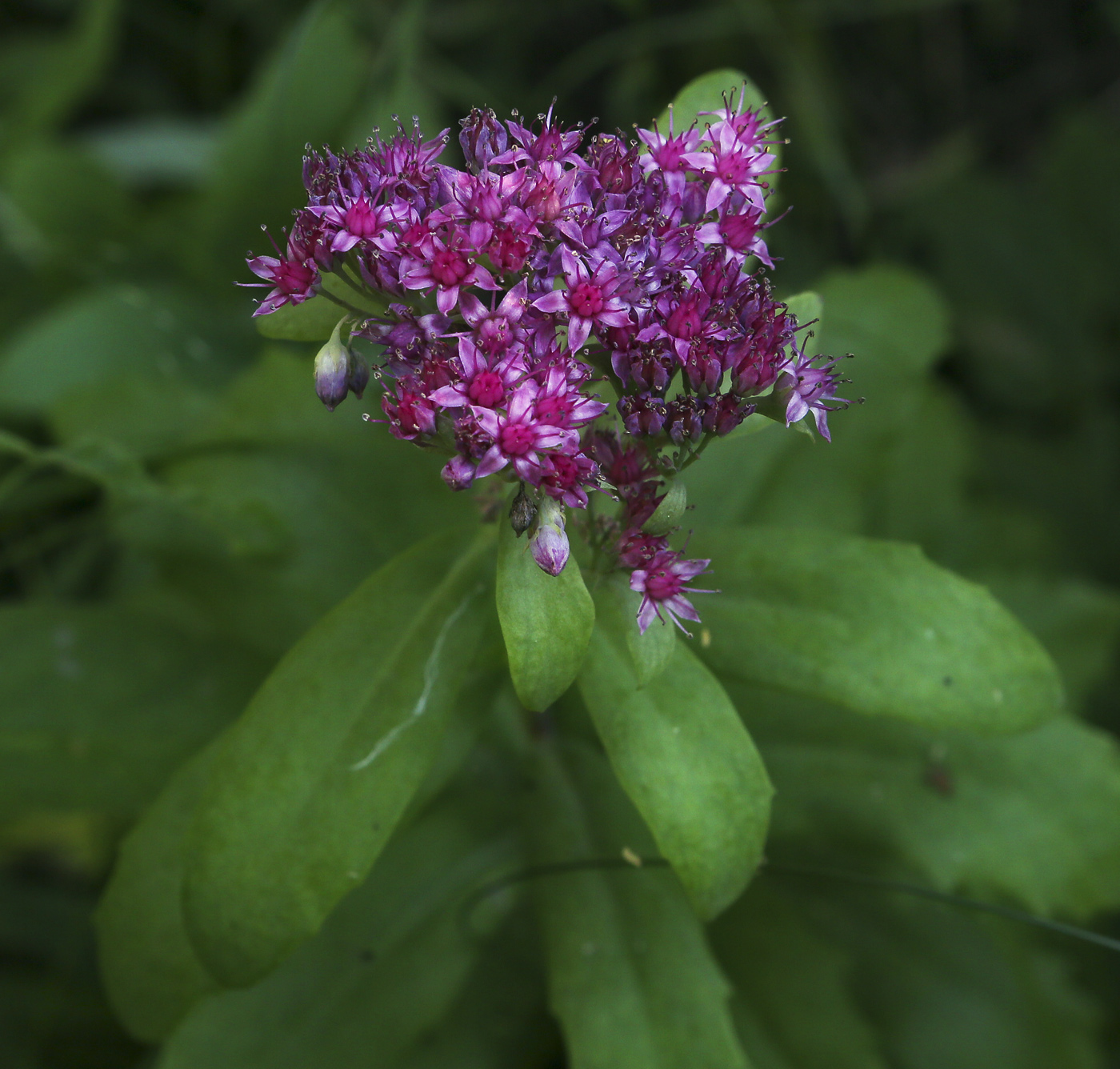 Изображение особи Hylotelephium triphyllum.