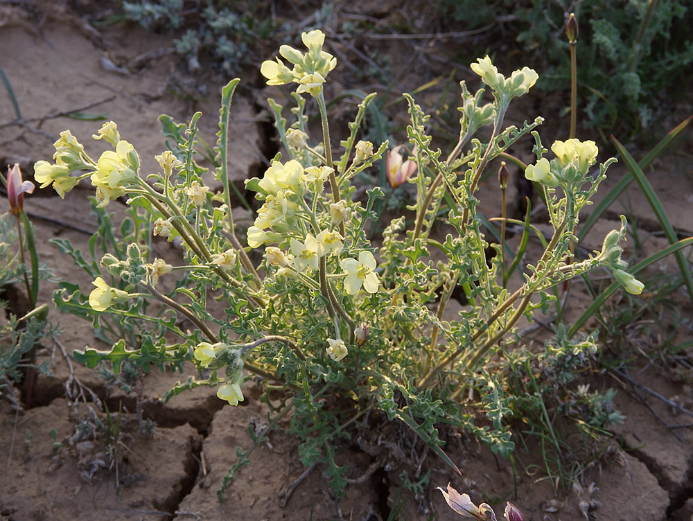 Image of Sterigmostemum caspicum specimen.