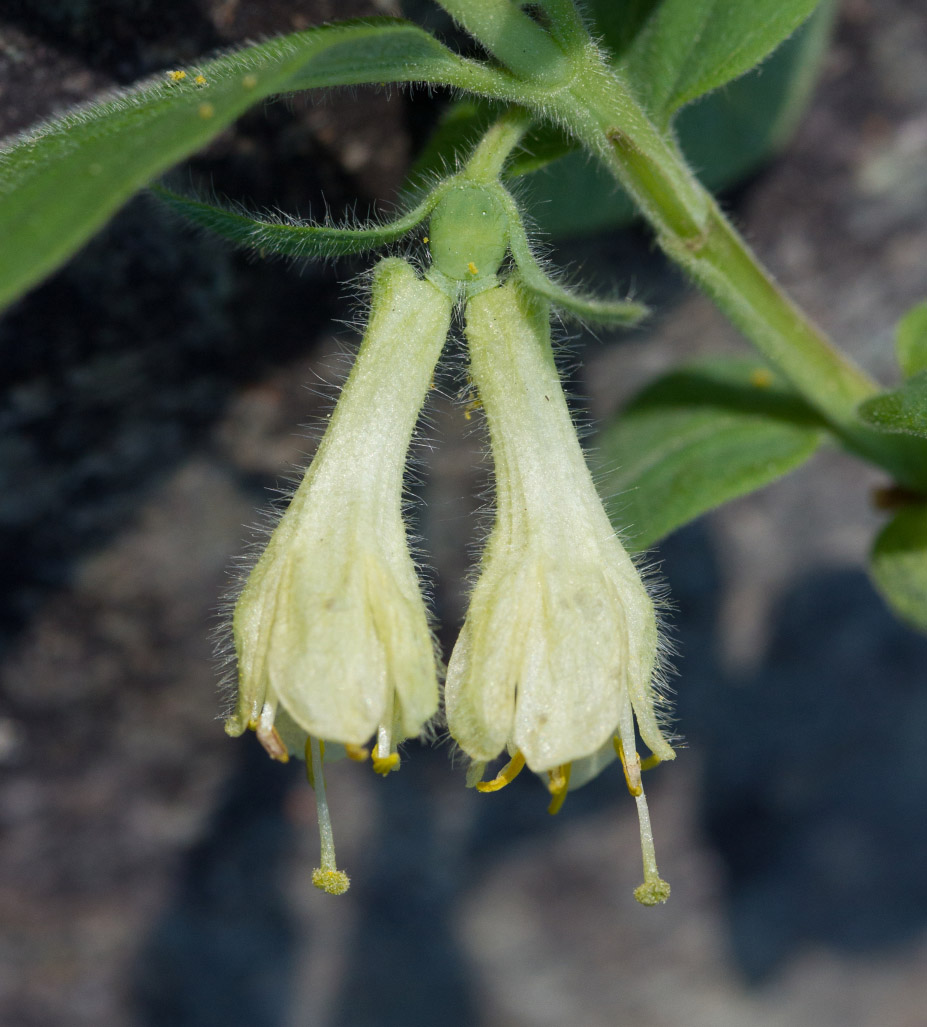 Image of Lonicera pallasii specimen.