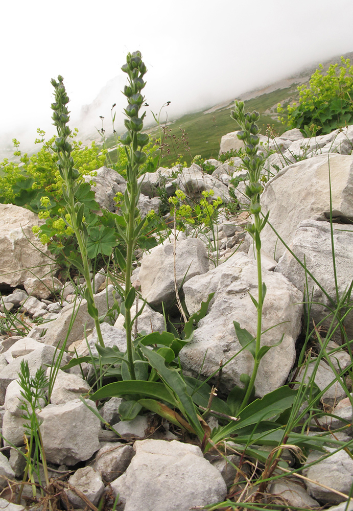 Image of Veronica gentianoides specimen.