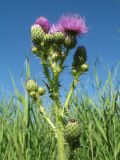 Cirsium glaberrimum. Верхушка цветущего растения. Казахстан, г. Тараз, дно долины р. Карасу на краю тростниковых зарослей. 4 июля 2017 г.