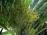 Dypsis decaryi