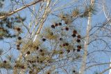 Pinus × funebris. Ветви с шишками. Приморский край, Анучинский р-н. 13.01.2018.