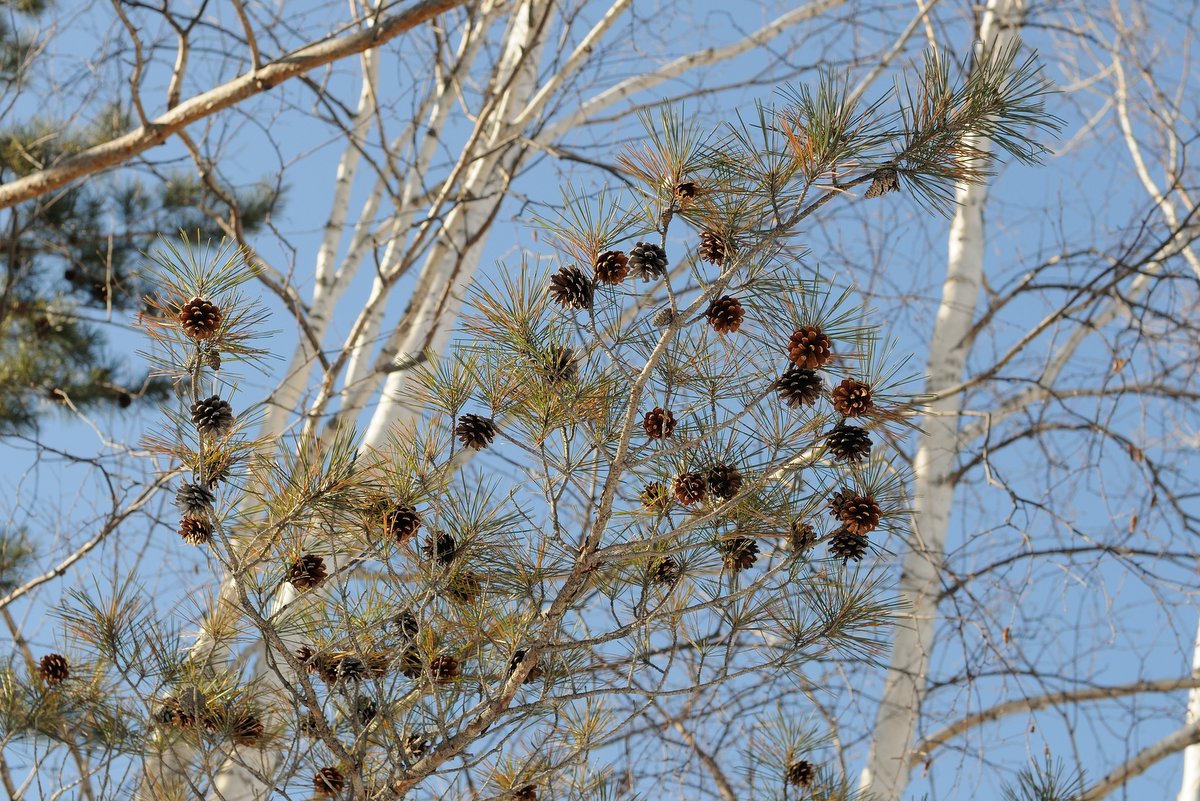Image of Pinus &times; funebris specimen.
