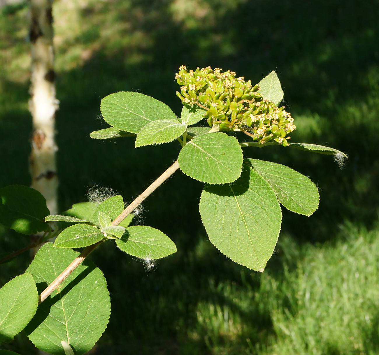 Изображение особи Viburnum lantana.