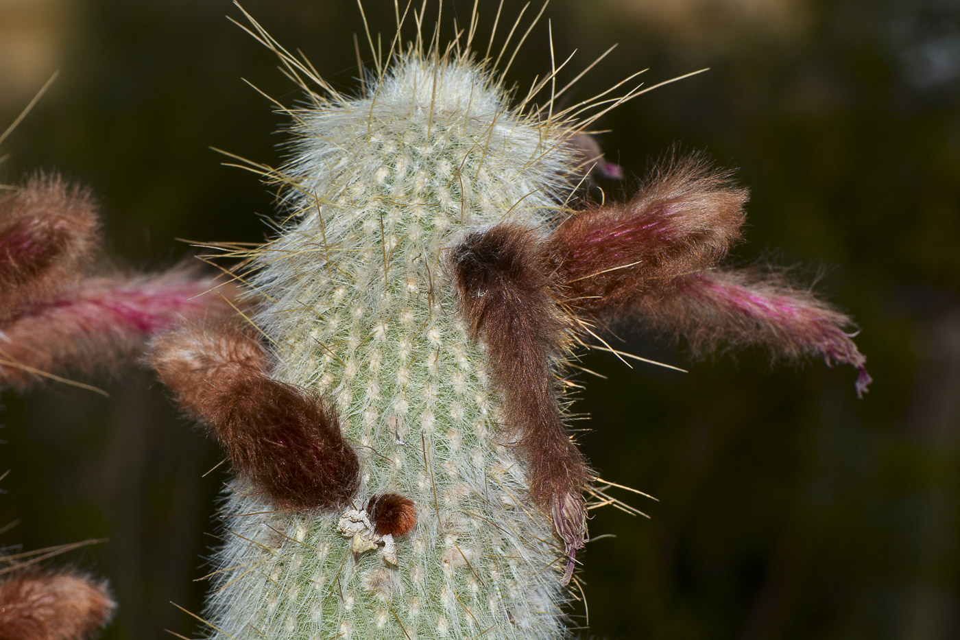 Image of Cleistocactus straussii specimen.