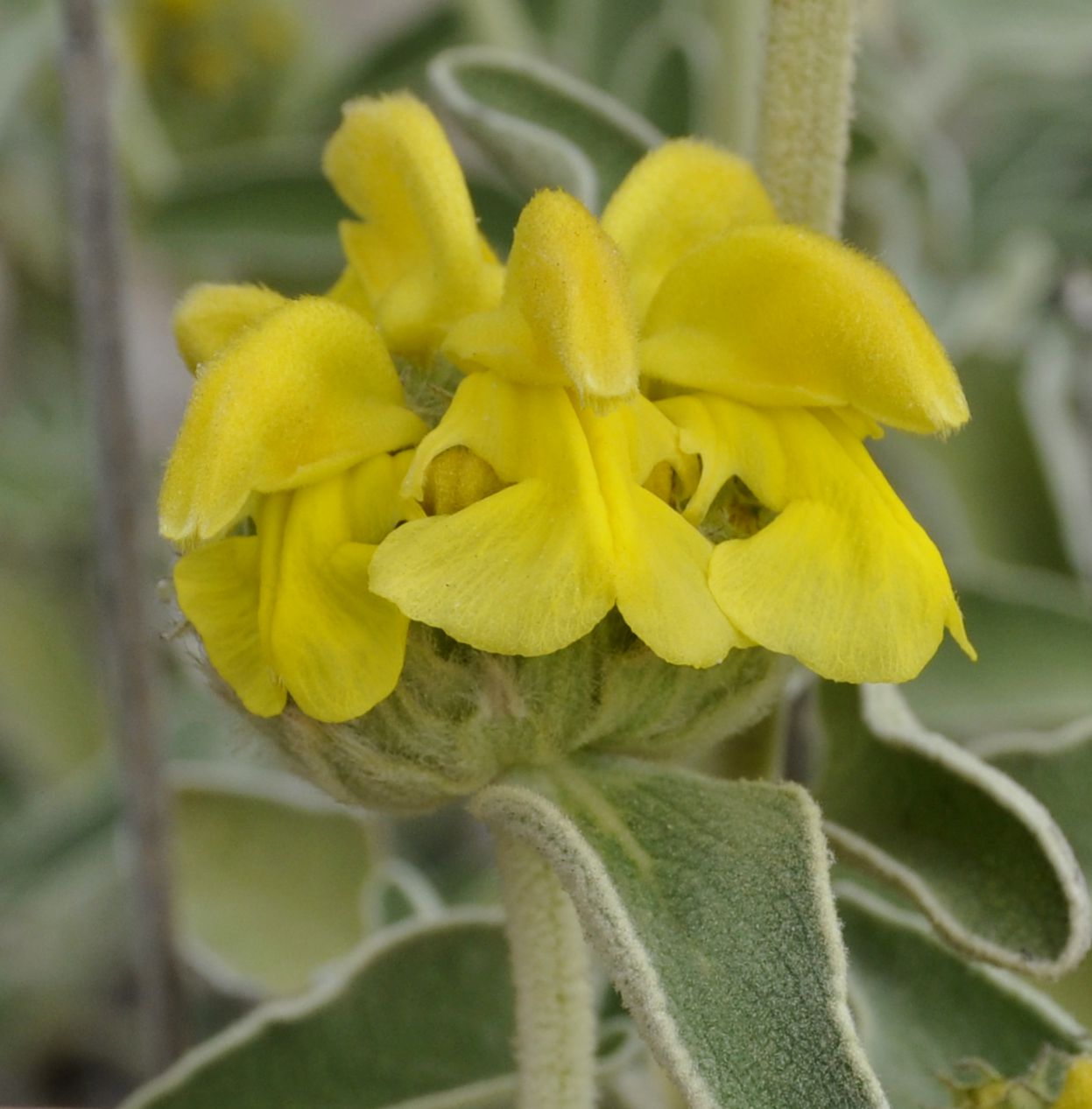 Image of Phlomis fruticosa specimen.