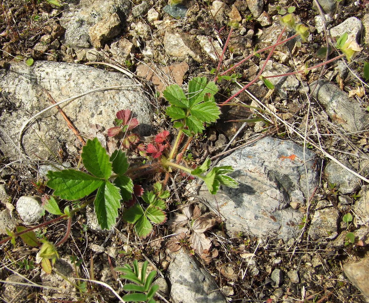 Image of Potentilla stolonifera specimen.