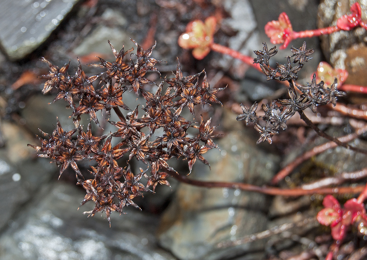 Image of Aizopsis hybrida specimen.