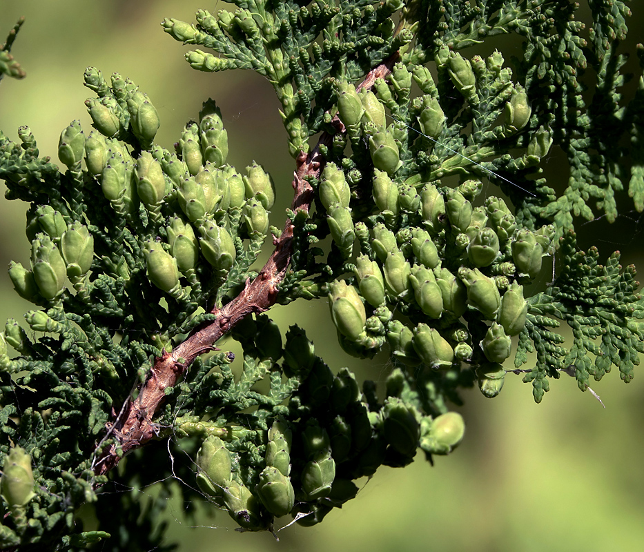 Image of Thuja occidentalis specimen.