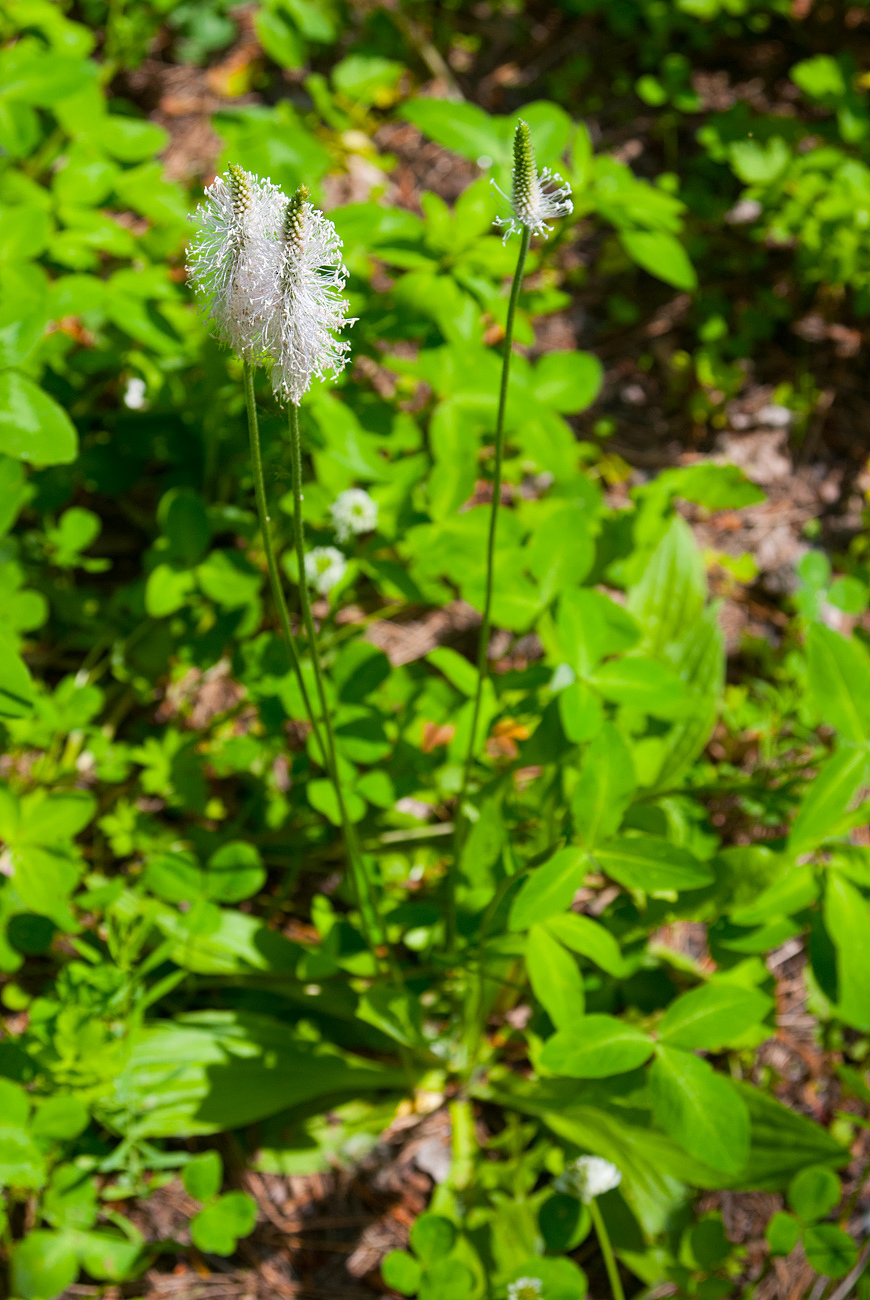 Изображение особи Plantago urvillei.