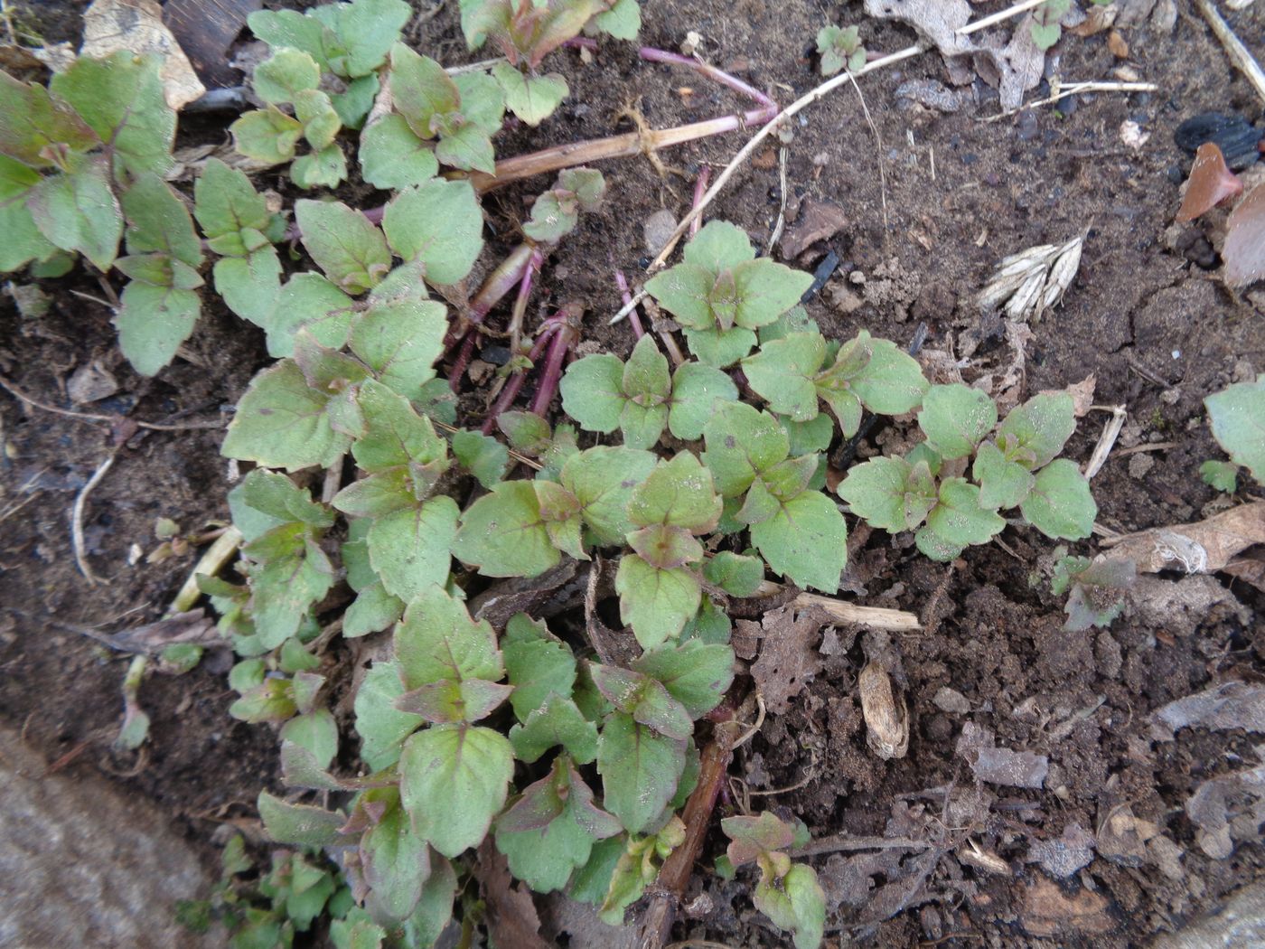 Image of Monarda didyma specimen.