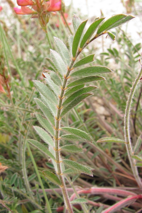 Image of Onobrychis miniata specimen.