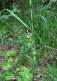 Carex phyllostachys. Верхушка генеративного побега с колосками. Дагестан, г/о Махачкала, гора Тарки-Тау, широколиственный лес. 12.05.2018.