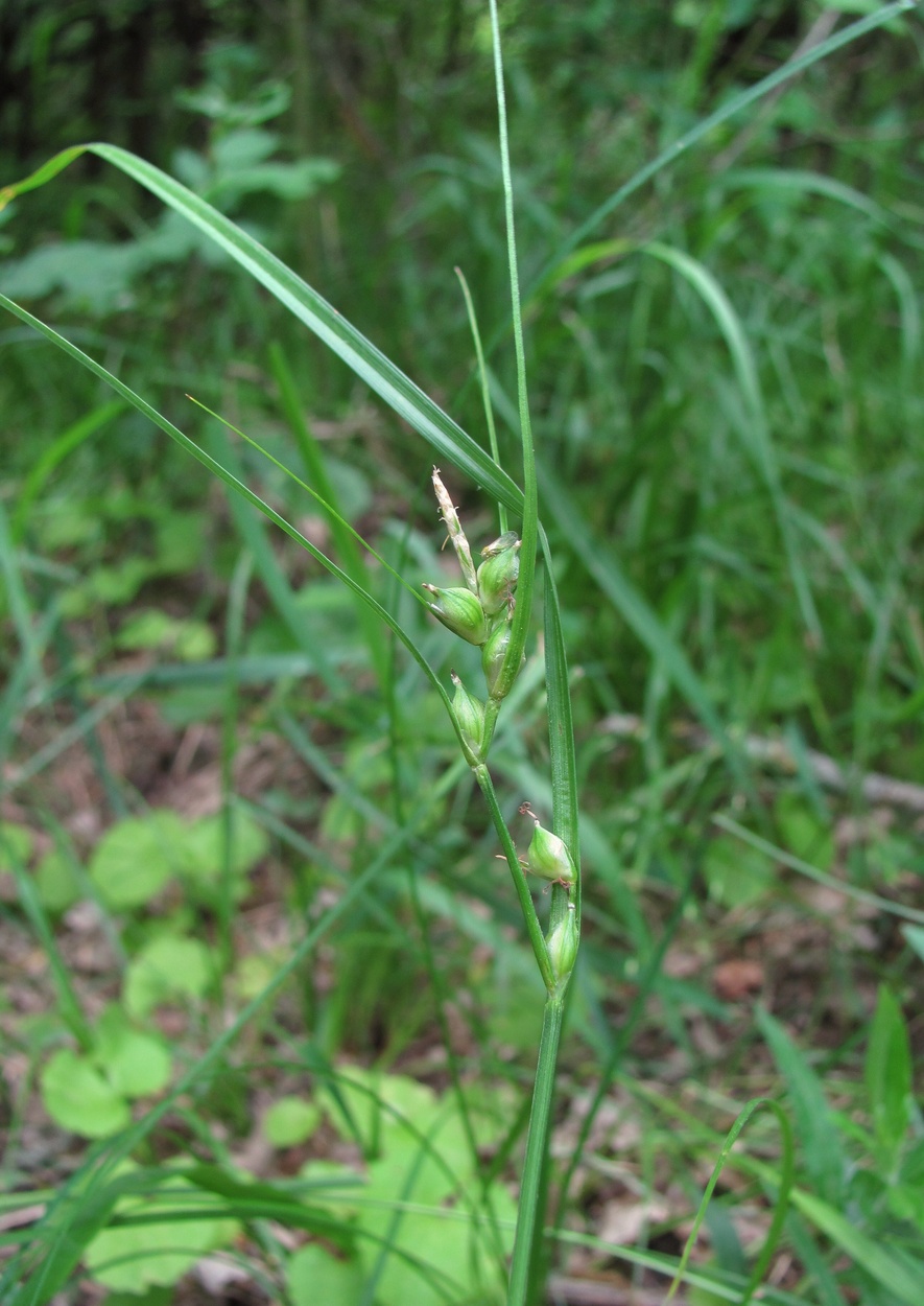 Image of Carex phyllostachys specimen.