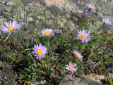 Aster alpinus