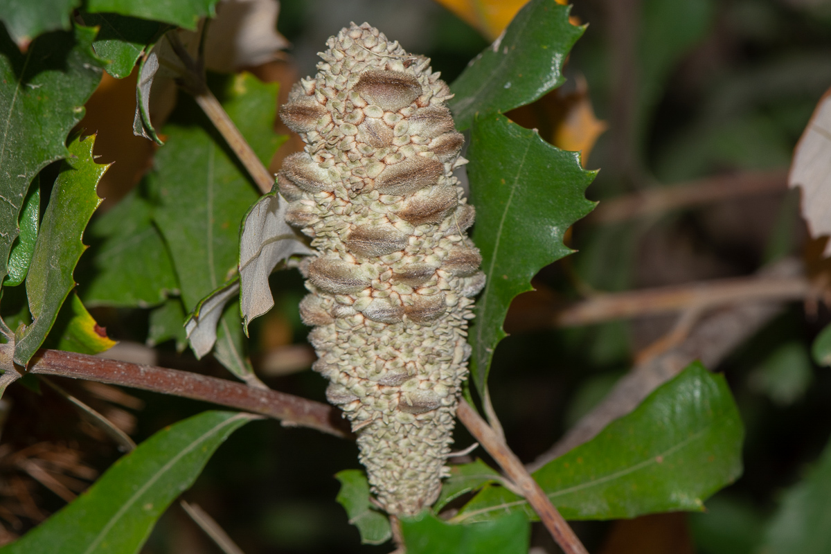 Image of Banksia integrifolia specimen.