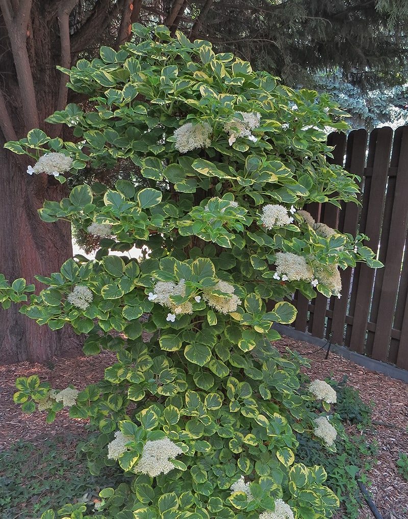 Изображение особи Hydrangea petiolaris.