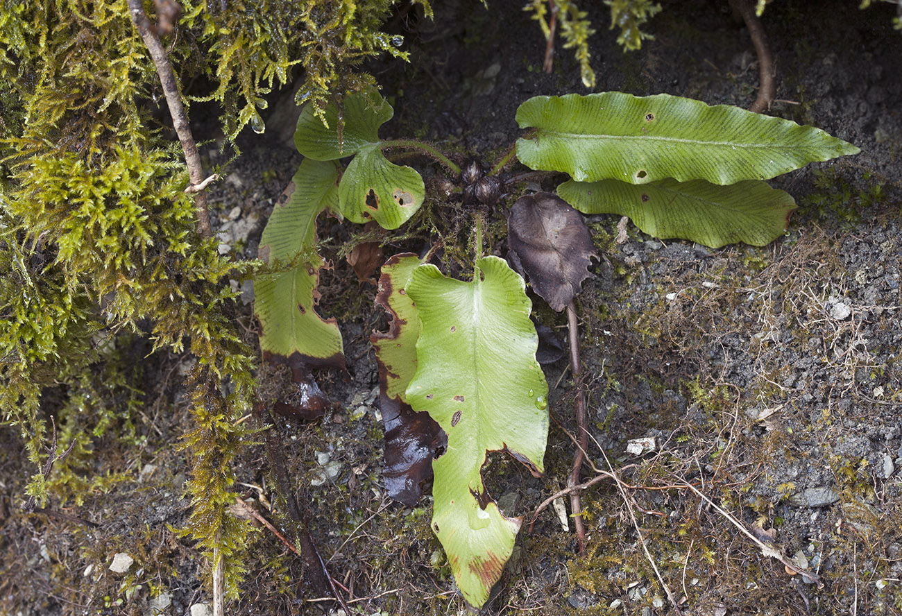 Изображение особи Phyllitis scolopendrium.