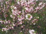 Смотреть изображение Amygdalus nana