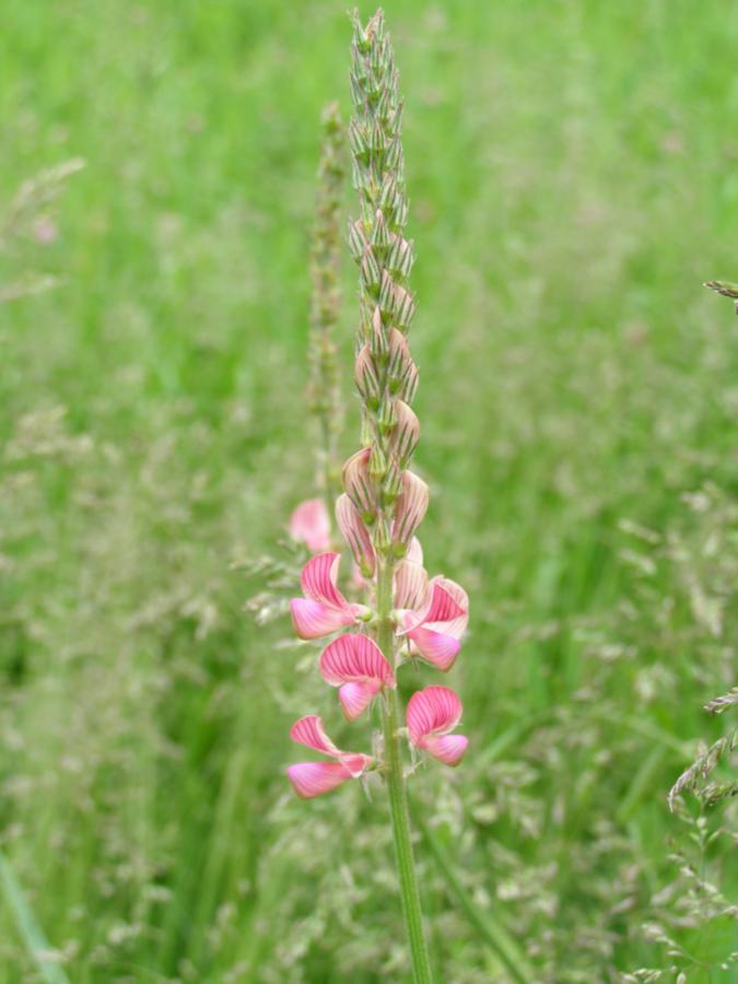 Изображение особи Onobrychis arenaria.