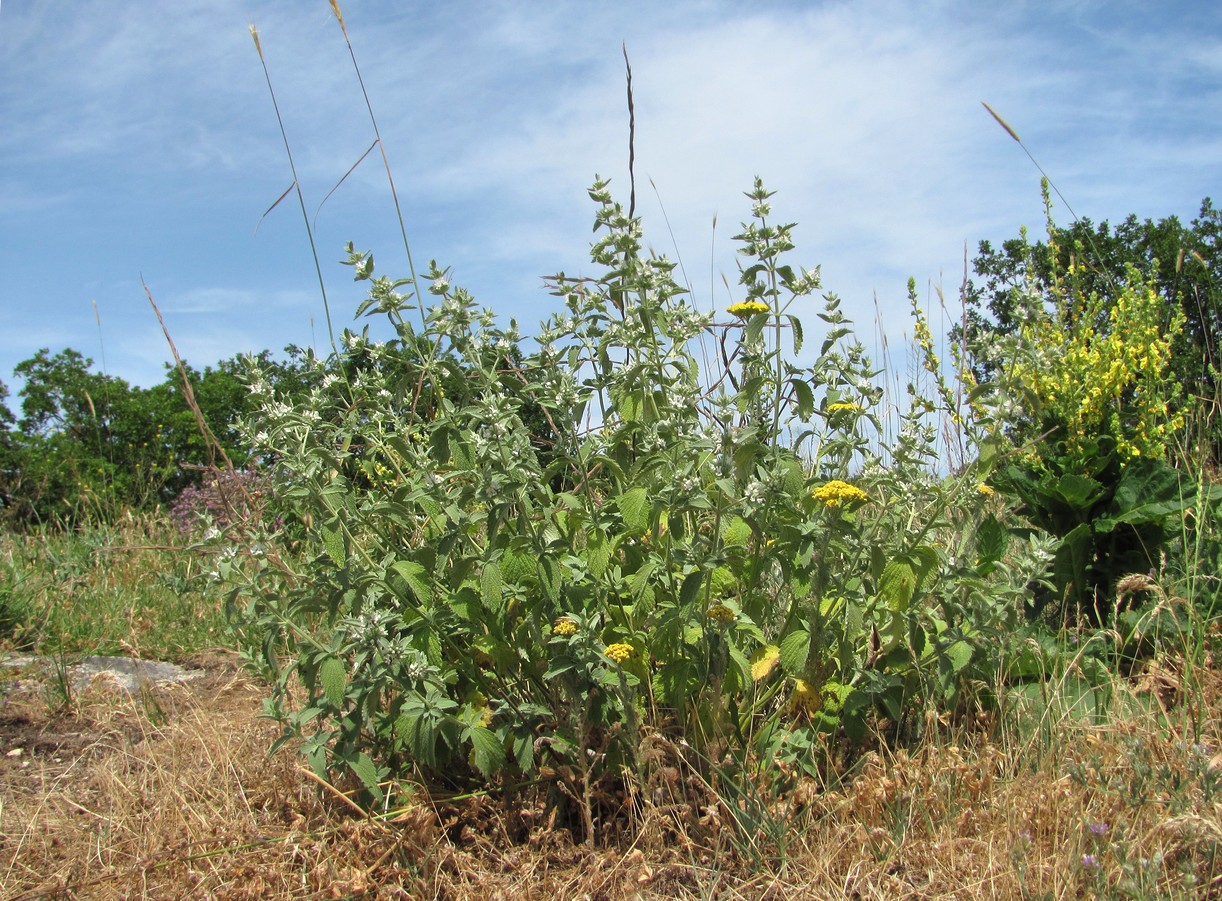 Image of Marrubium peregrinum specimen.