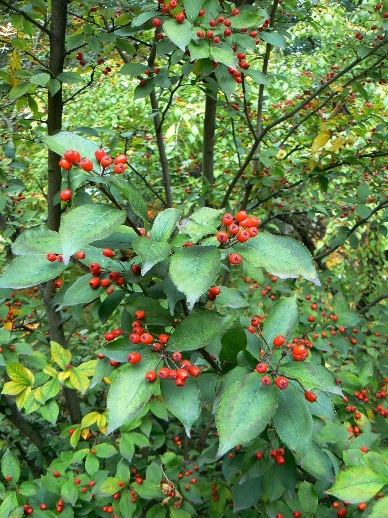 Image of Photinia villosa specimen.