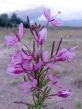 Chamaenerion colchicum