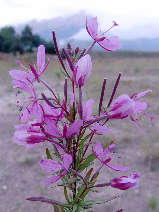 Image of Chamaenerion colchicum specimen.