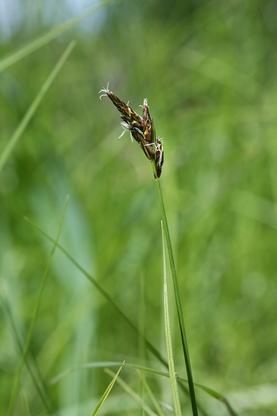 Изображение особи Carex praecox.