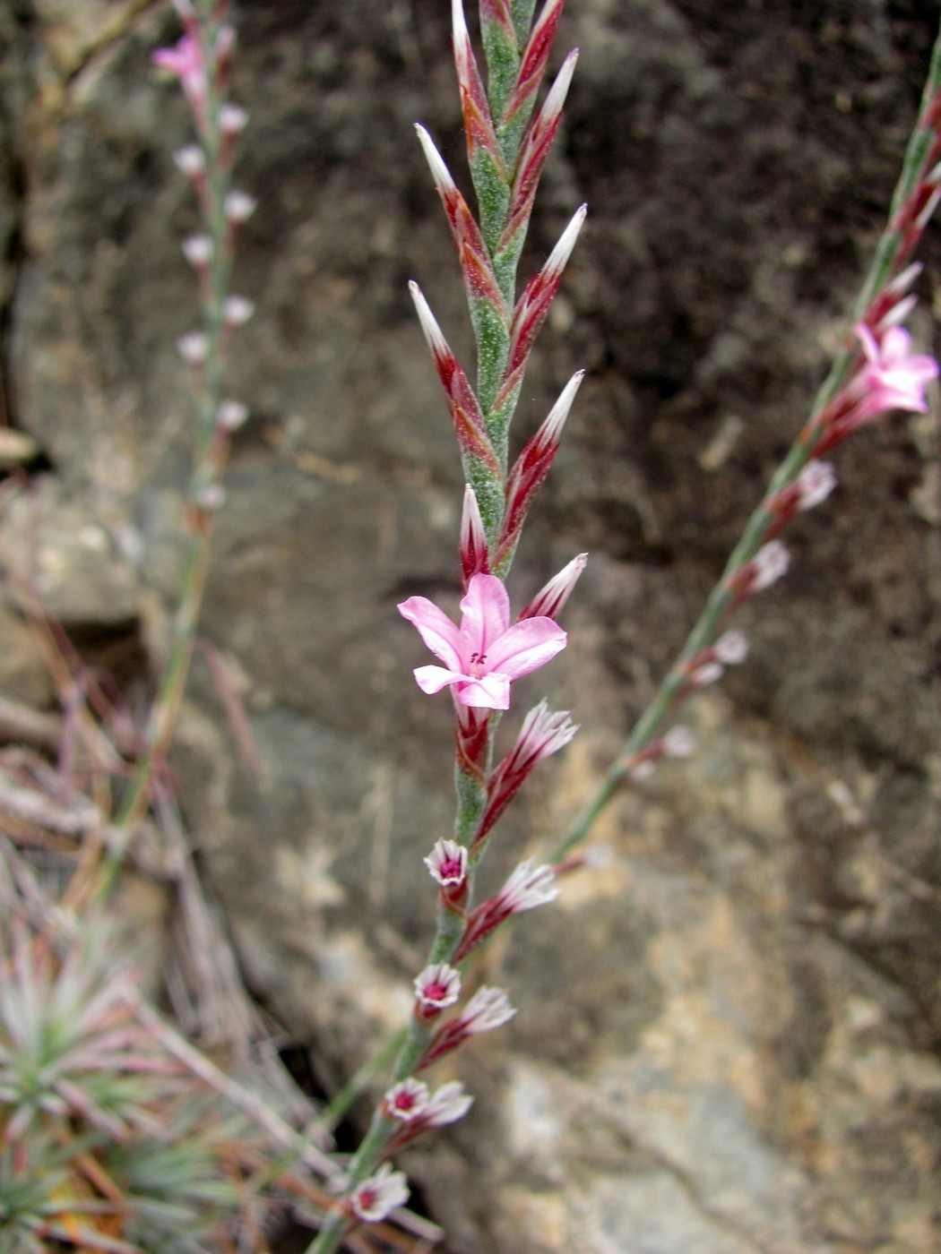 Image of Acantholimon acerosum specimen.