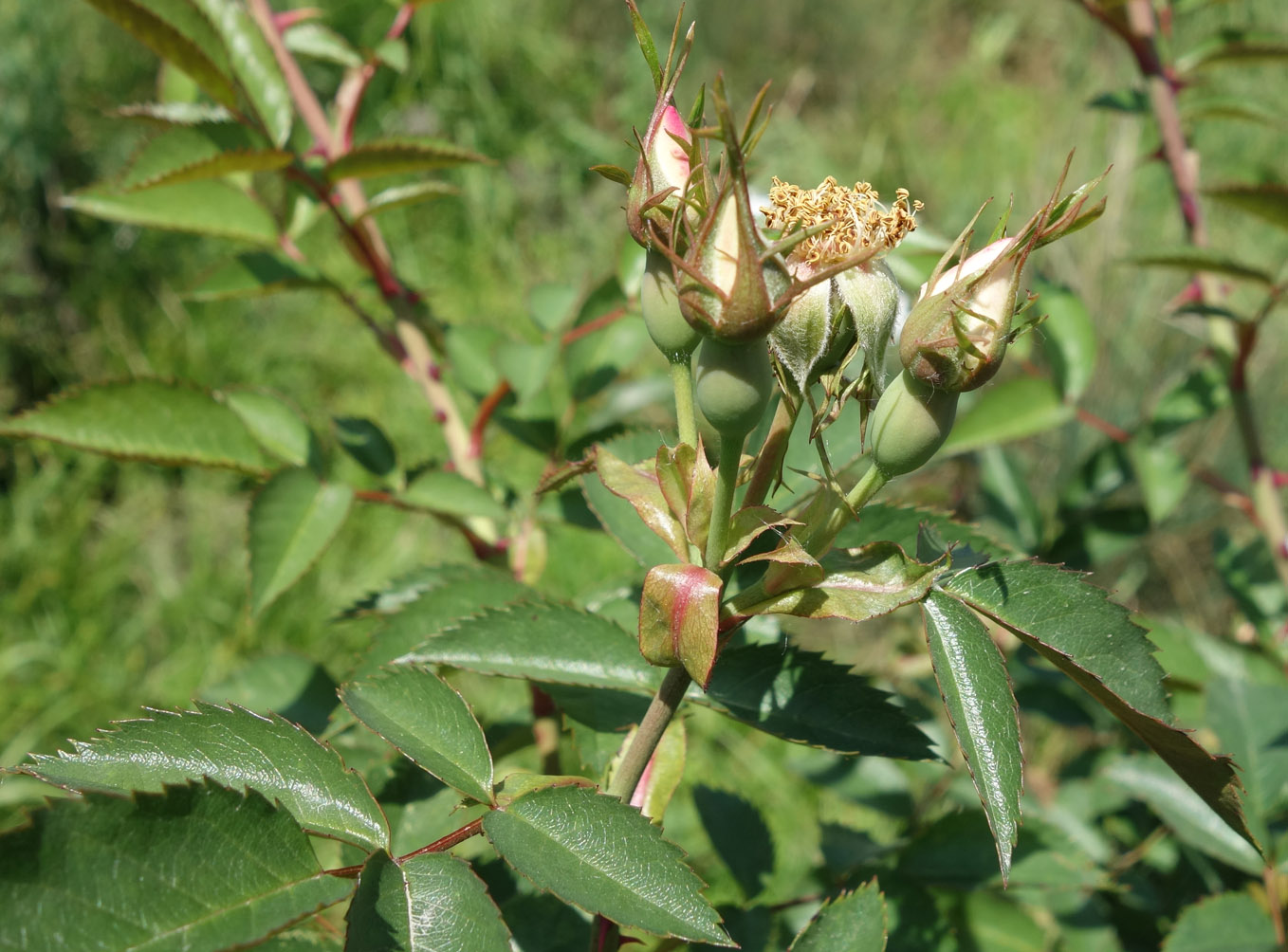 Image of Rosa canina specimen.