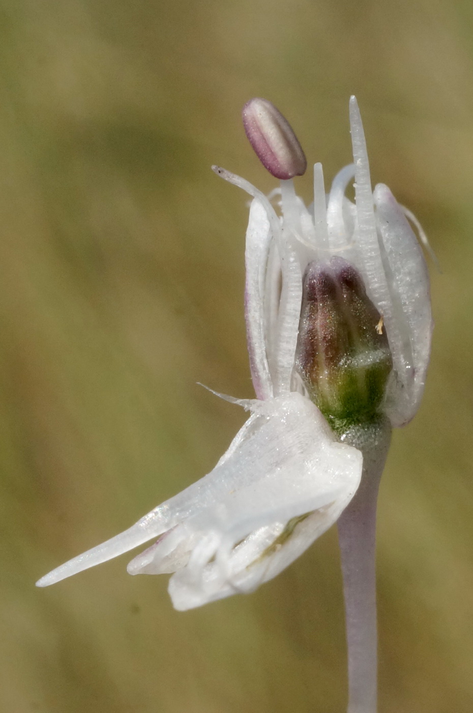Изображение особи Allium vineale.
