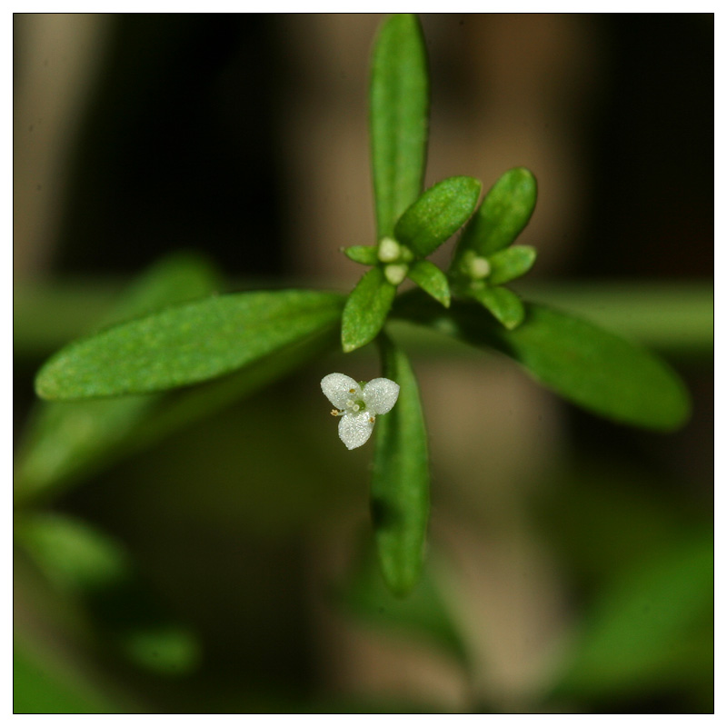 Image of Galium trifidum specimen.