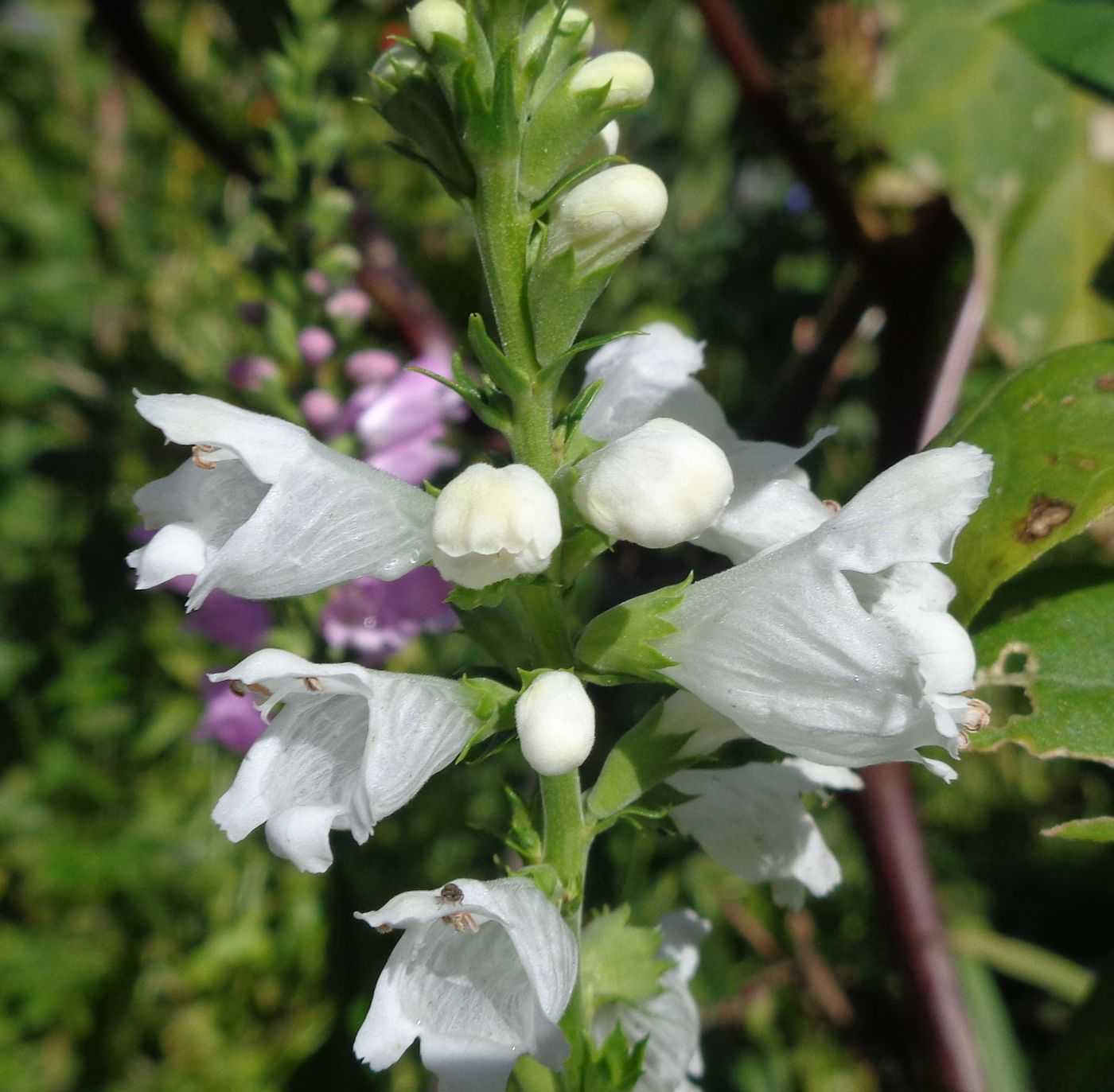 Image of Physostegia virginiana specimen.