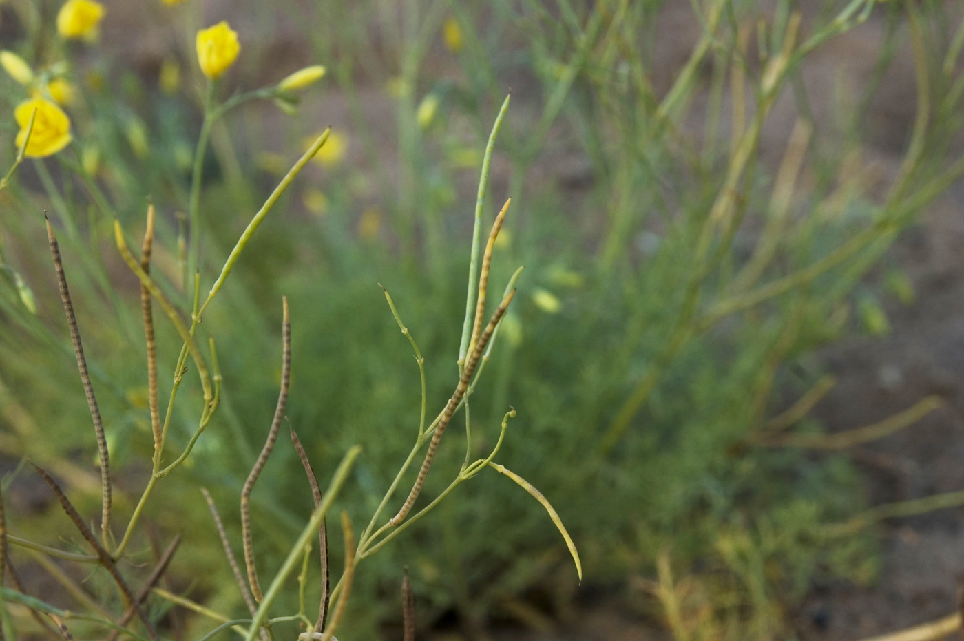 Image of Hypecoum erectum specimen.