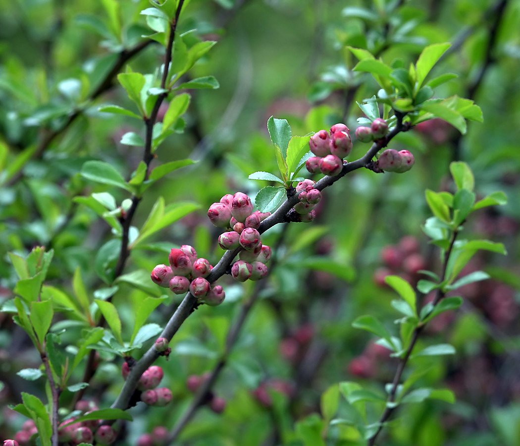 Изображение особи Chaenomeles japonica.