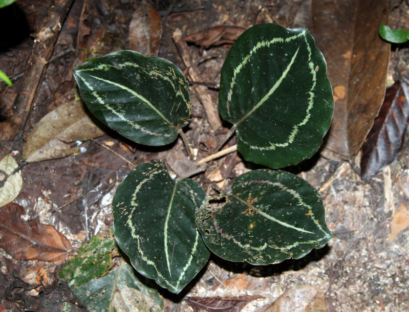 Изображение особи Goeppertia roseopicta.