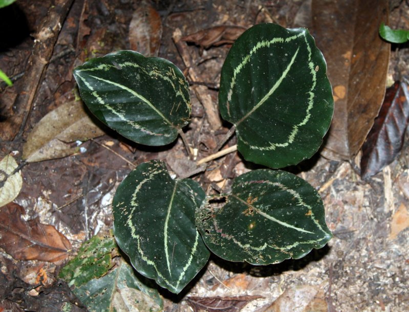 Image of Goeppertia roseopicta specimen.