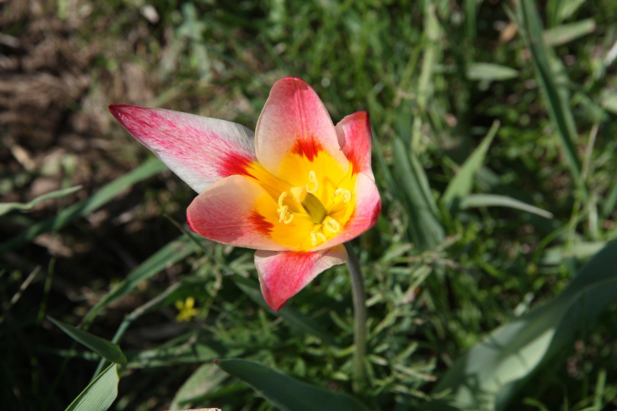 Изображение особи Tulipa berkariensis.