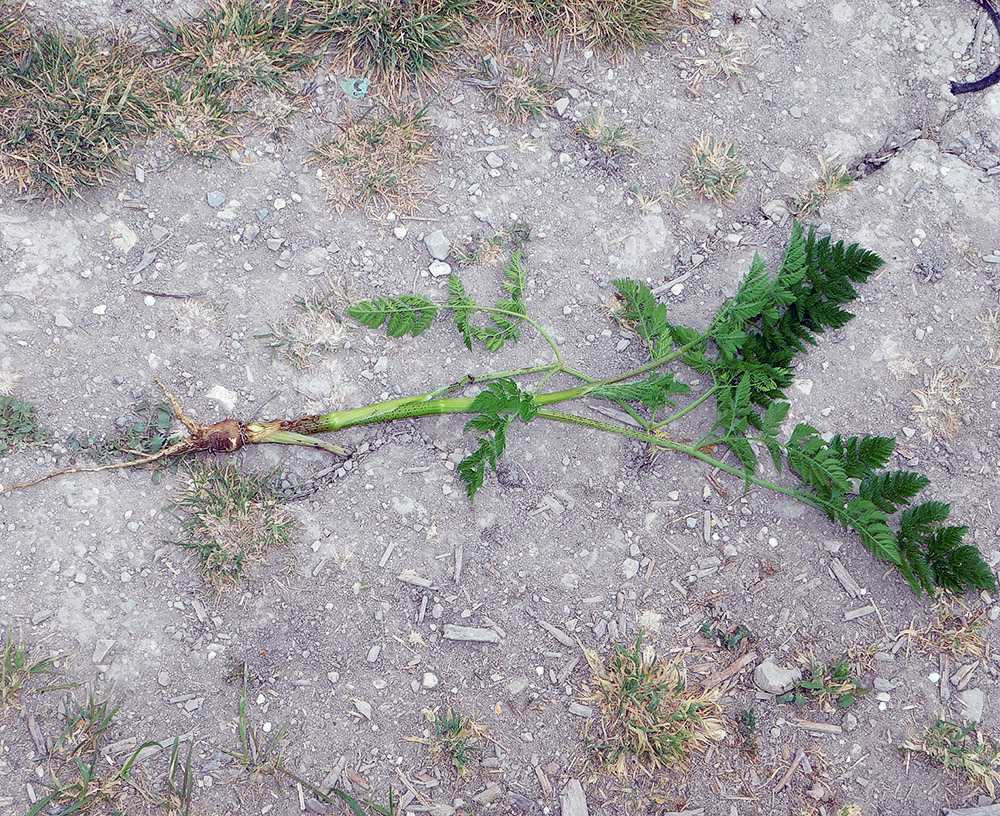 Изображение особи Chaerophyllum bulbosum.