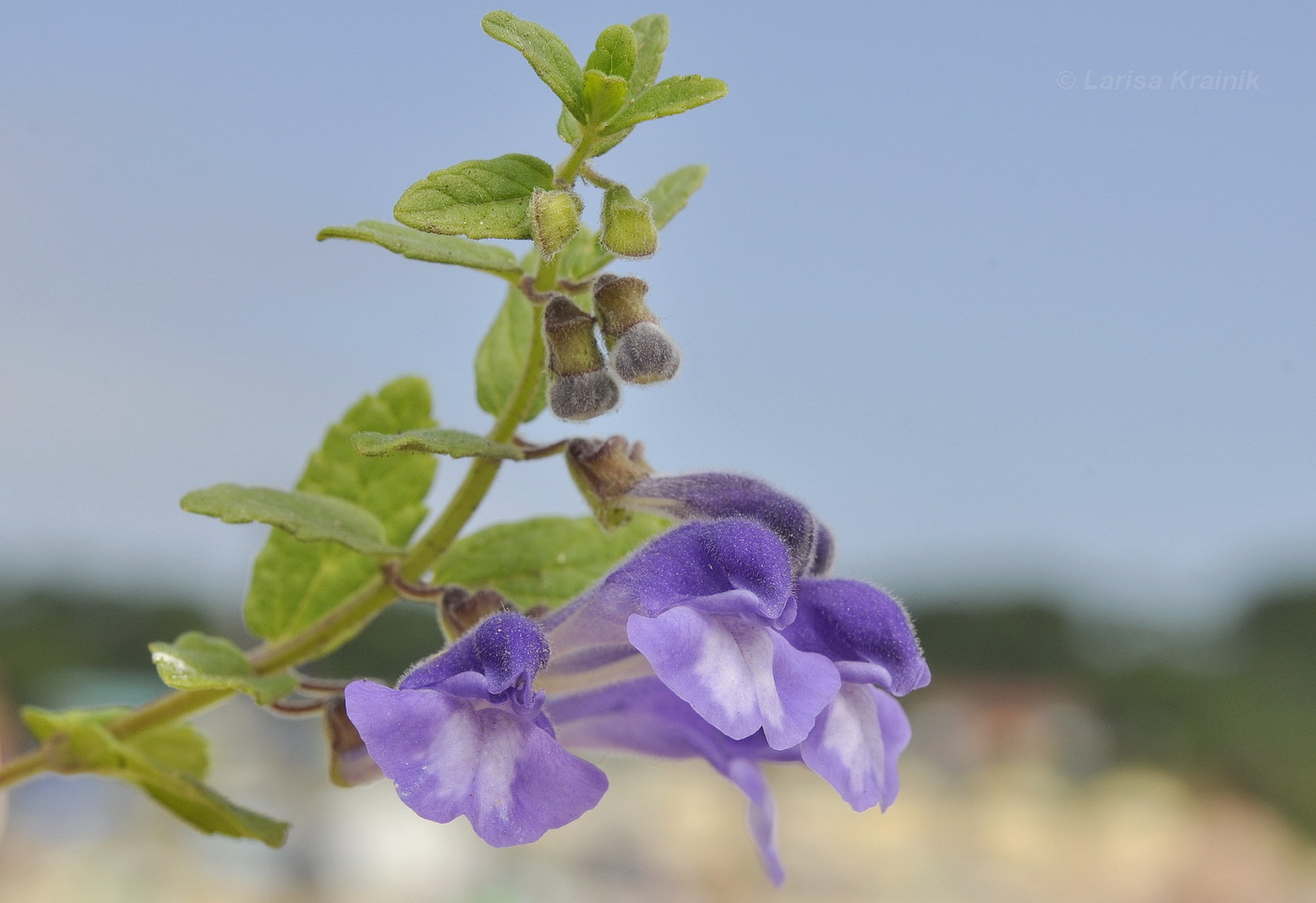 Изображение особи Scutellaria strigillosa.