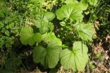 Geum macrophyllum