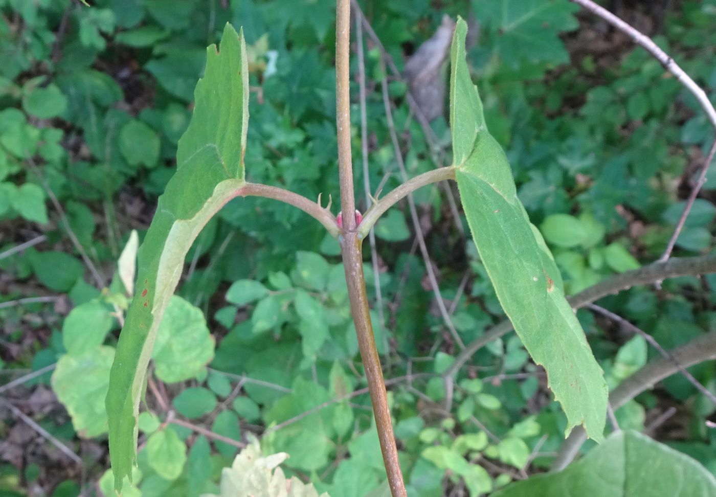 Image of Viburnum acerifolium specimen.