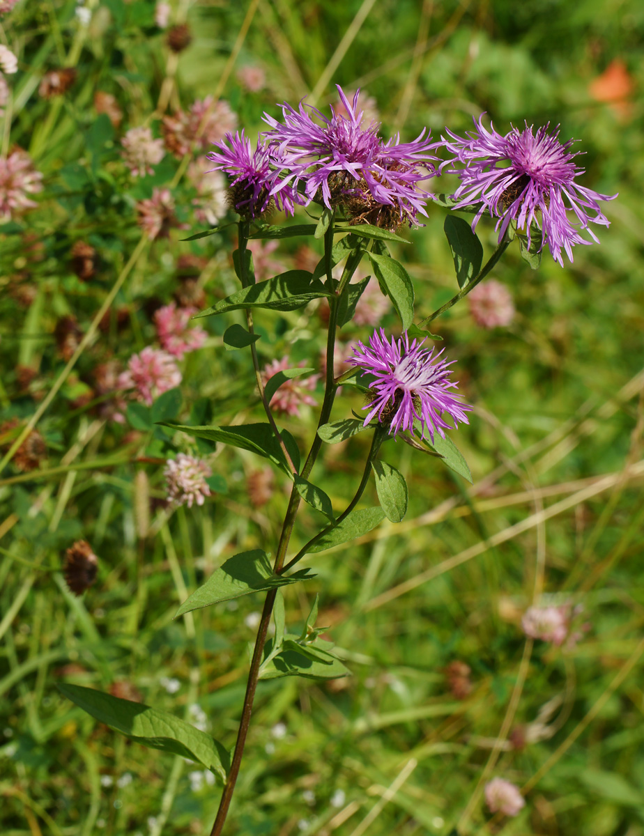 Изображение особи Centaurea phrygia.