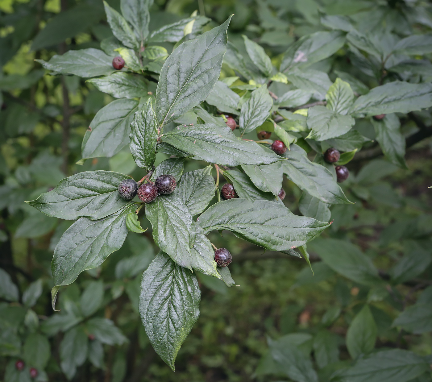 Image of Cotoneaster foveolatus specimen.