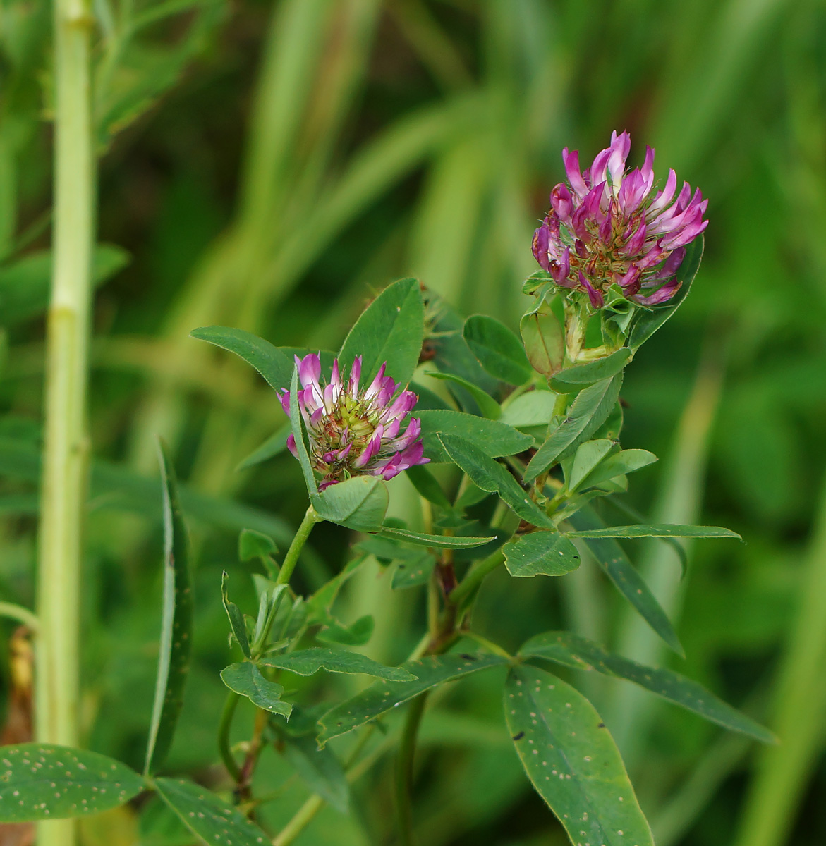 Изображение особи Trifolium medium.