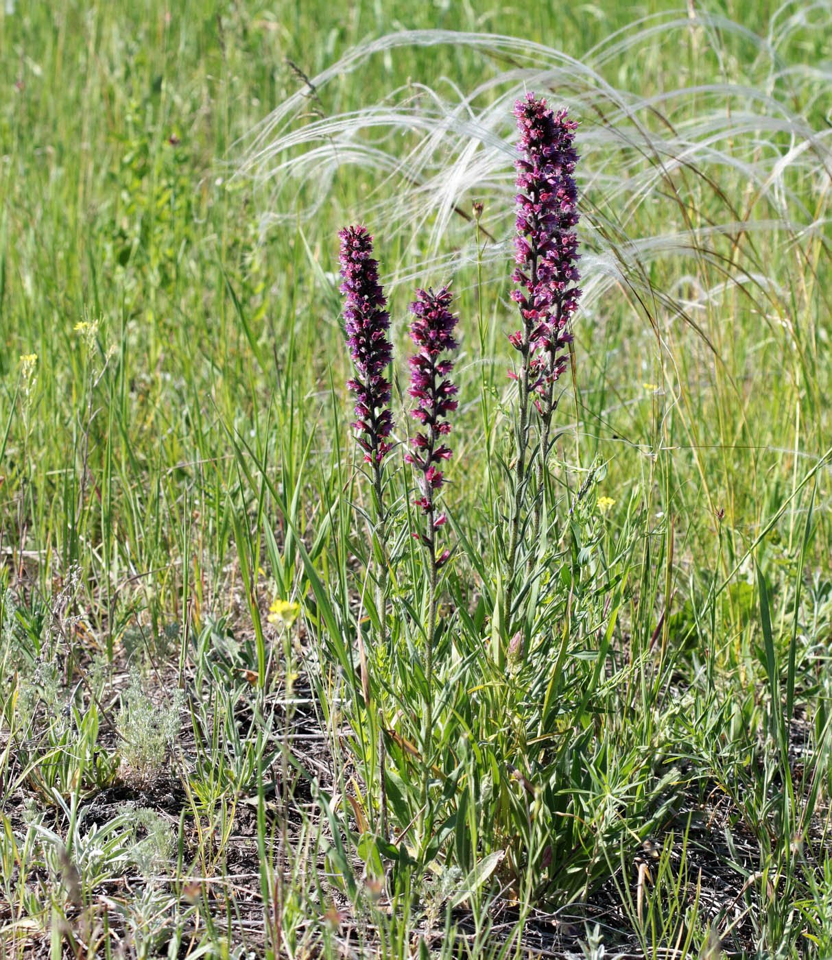 Изображение особи Echium russicum.