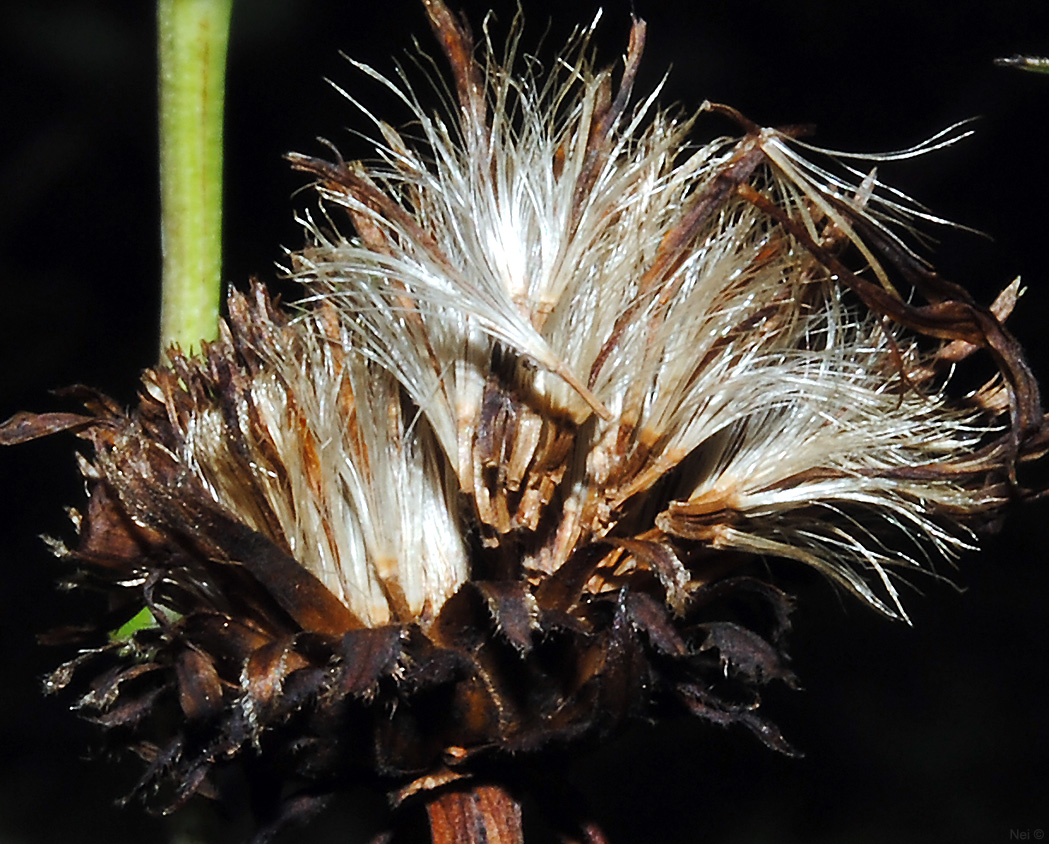 Image of Inula salicina specimen.